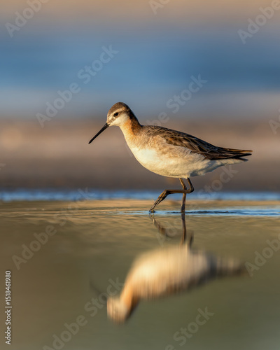 Принти на полотні A male Wilson's Phalarope wades along a Wyoming shoreline.