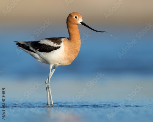 An American Avocet at home on the shore of a Wyoming wetland.