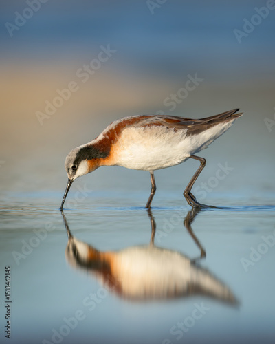 Принти на полотні A female Wilson's Phalarope wades along a Wyoming shoreline.