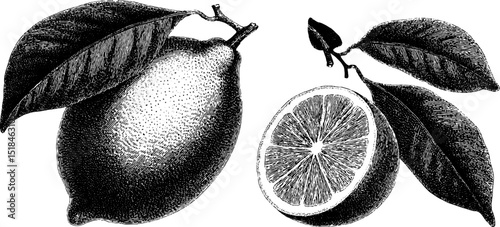Detailed engraved illustration of whole and half lemon with leaves for artistic prints