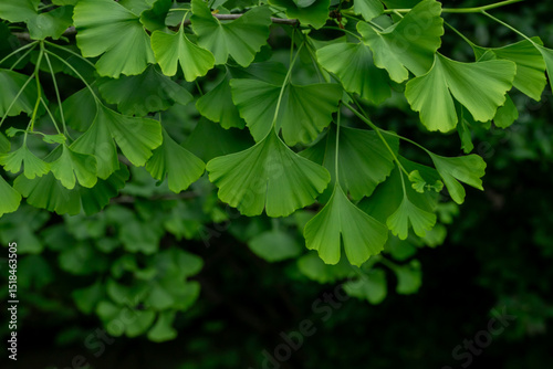 Close-Up of Lush Green Ginkgo Biloba Leaves in Natural Sunlight
