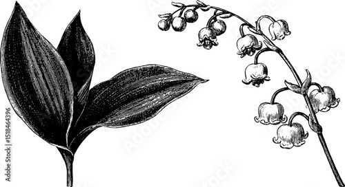 Engraved botanical illustration of lily of the valley set for nature art design