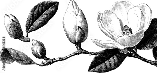 Engraved illustration of magnolia bud and bloom. Botanical art with floral design in black and white. Vintage detailed drawing of plant and leaves.