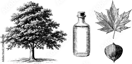Vintage botanical engraving of maple tree, leaf, and seed with glass bottle illustration