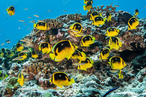 Fototapeta Naklejka Na Ścianę i Meble -  Butterflyfish, French Polynesia