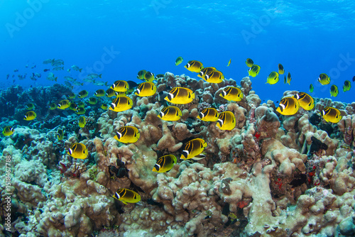 Fototapeta Naklejka Na Ścianę i Meble -  Butterflyfish, French Polynesia