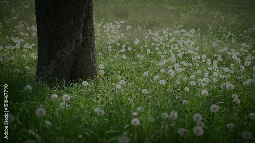 A tranquil and serene meadow adorned with blooming dandelions and a majestic tree