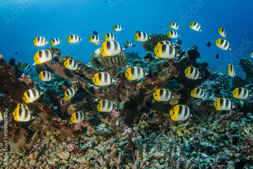 Fototapeta Naklejka Na Ścianę i Meble -  Butterflyfish, French Polynesia