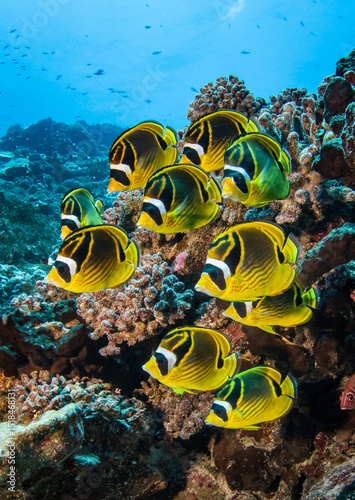 Fotografie Butterflyfish, French Polynesia