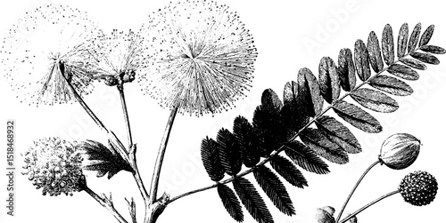Detailed engraving of mimosa tree and fluffy blossoms for botanical decorative art