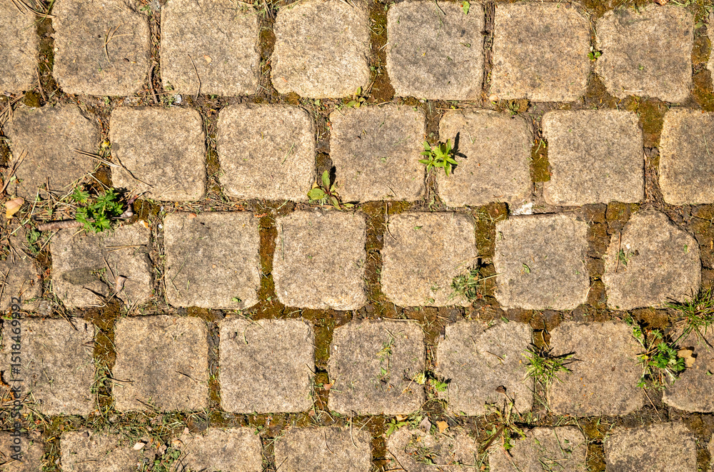 Fototapeta premium Close-up view of a paved surface featuring square stones with weeds and moss growing between them, creating a textured and natural background