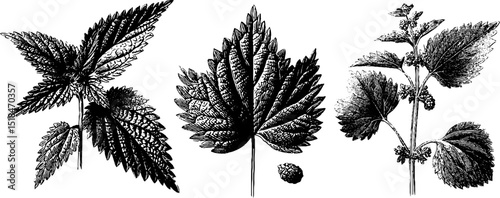 Detailed botanical illustration set of nettle leaves and plants for organic design and herbal concepts