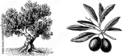 Olive tree and branch engraving art for nature-inspired design