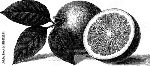 Engraved citrus illustration featuring whole orange and half orange with leaves
