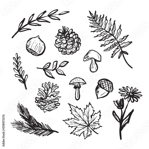 Forest symbols - nut, branch with leaves, field flower, pine cone, mushrooms design in black brush stroke texture isolated on white. Hand drawn vector sketch illustration in vintage charcoal ink.