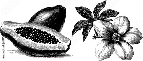Vintage botanical art featuring papaya fruit and flower with detailed engraving for design