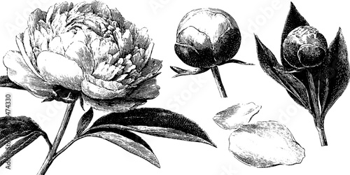 Detailed botanical engraved illustration of peony buds and blossoming flower for decorative design