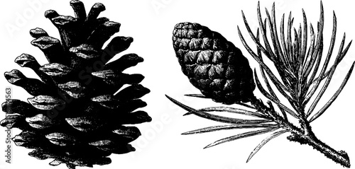 Detailed engraved illustration set of pine cone and opened cone for botanical design