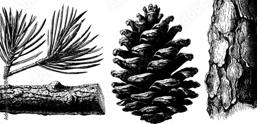 Botanical illustration of pine cone, needles, bark, and branches for nature art design