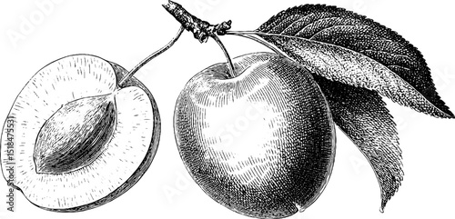 Detailed engraved illustration of whole and half plums with leaf for botanical design