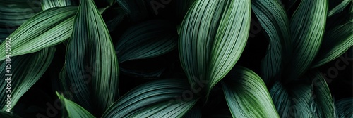 Close-Up of Tropical Green Leaf Background, Flat Lay Fresh Botanical Banner