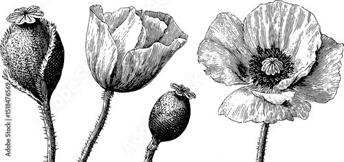 Engraved botanical illustration of poppy buds and blooms for design use