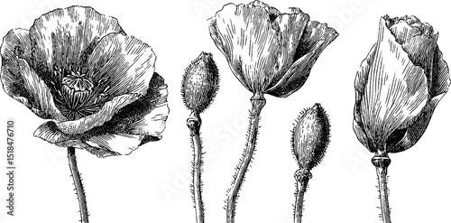 Detailed black and white engravings of poppy buds and blossoms