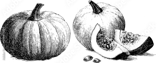 Vintage engraved illustration of whole and half pumpkin for harvest and autumn designs