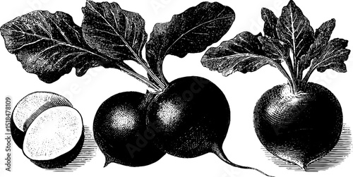 Engraved radish illustrations set for design and print