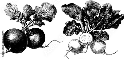 Vintage botanical illustration of radish and sliced radish for culinary art and design