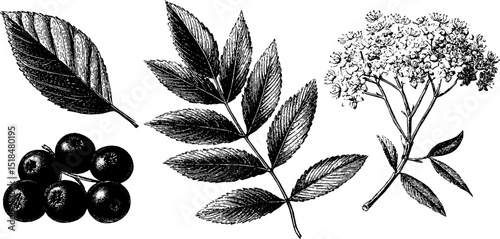 Engraved botanical illustration of rowan berry and leaves for nature design