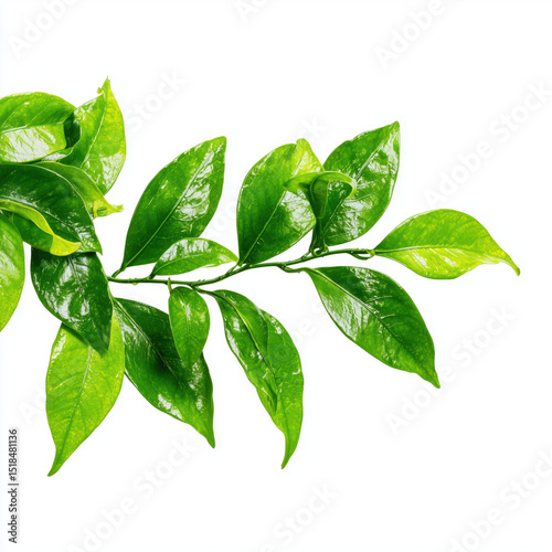 Vibrant Green Leaves Branch Closeup , PNG isolated cut out image