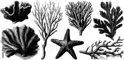 Vintage engraved illustration set featuring sea sponge coral and marine elements for design