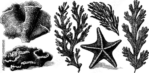 Vintage marine life illustrations featuring corals, sea sponges, and starfish for natural history design