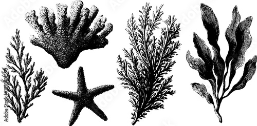 Nautical engravings of sea sponge, coral, and starfish for ocean-inspired design