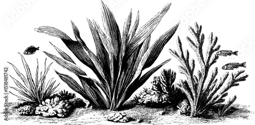 Engraved illustration of seagrass blades and marine life for nautical design