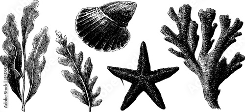 Engraved seaweed and marine life illustration set for nautical design