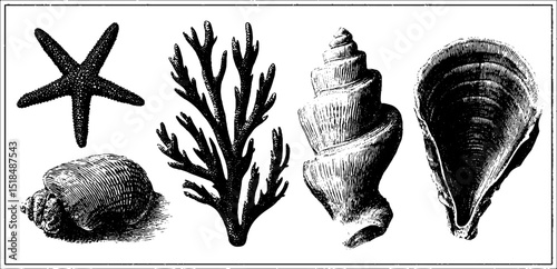 Engraved coastal marine life collection featuring starfish and shells for nature design