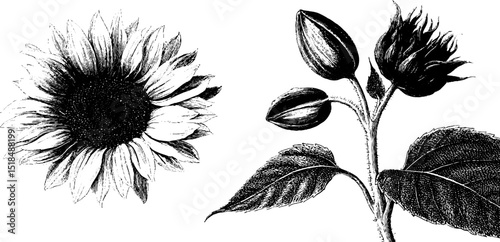 Vintage botanical engraving of sunflower blossom and buds for design and decoration