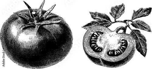 Vintage botanical engraving of whole and half tomato for design and decoration