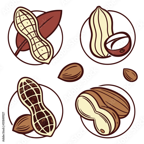 Cartoon peanuts and pecans nut collection illustration