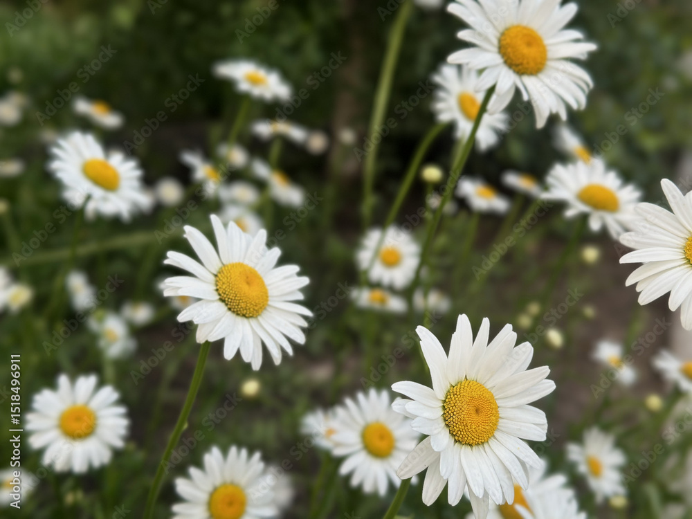 Fototapeta premium White daisies blooming in the wild, with a soft-focus green backdrop.