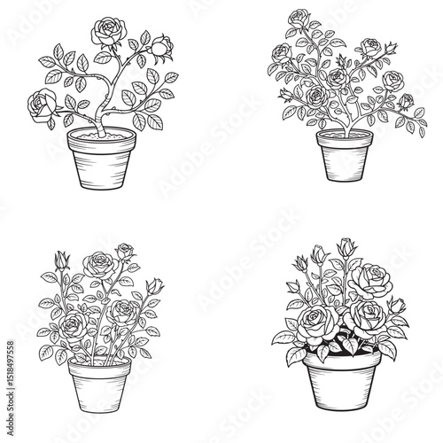 Set of Line art rose flower tree and pot