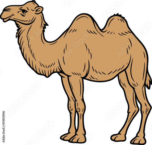 camel vector illustration