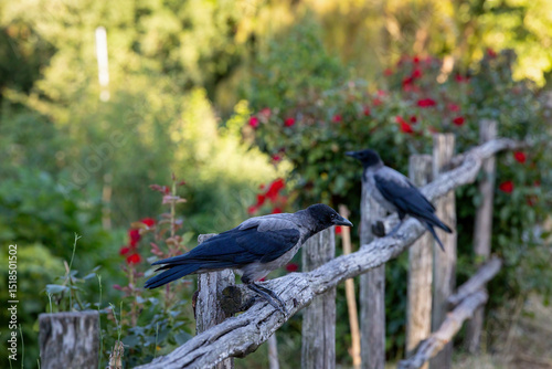 Gray raven in park. Hooded Crow, a black and grey crow bird of the Corvidae family, also called Corvus Cornix, standing on the fence.