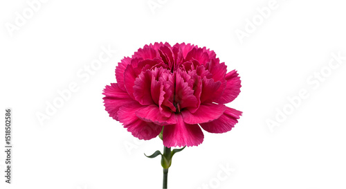 A vibrant pink carnation symbol of admiration and motherly love gracefully blossoms against a on transparent background