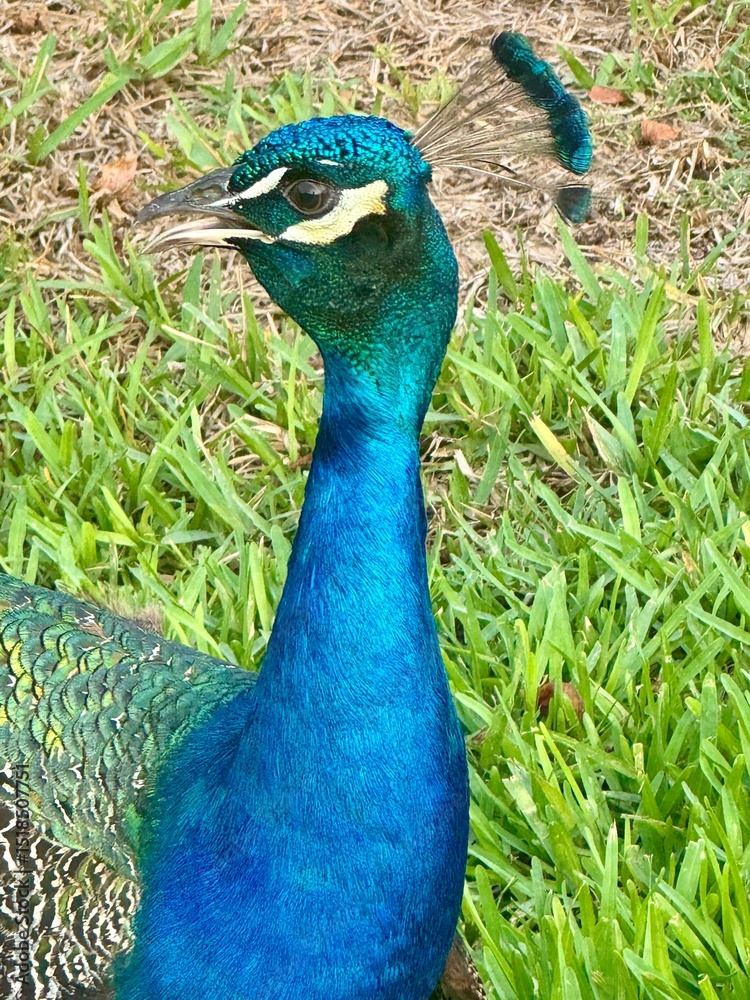 Obraz premium Male Peacock Closeup Side Portrait with Iridescent Feathers in Florida
