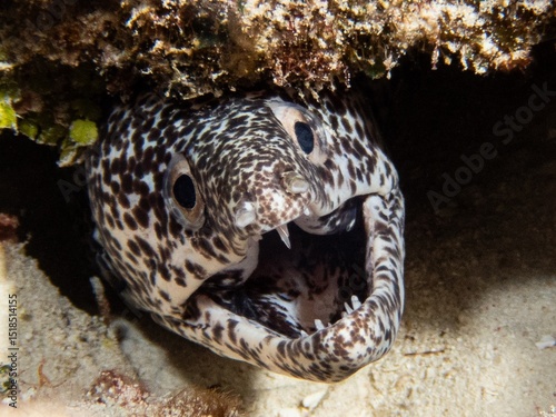 spotted moray