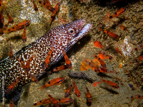 Spotted moray and cardinal fish