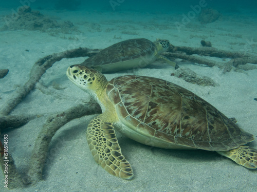 Sea turtles